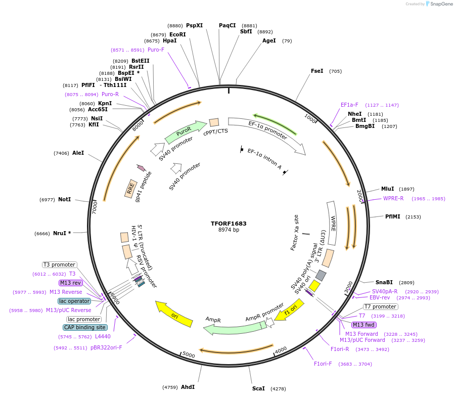 142826-plasmid-map-sequence-id-392723