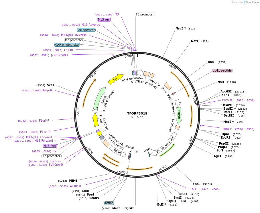 144494-plasmid-map-sequence-id-392724