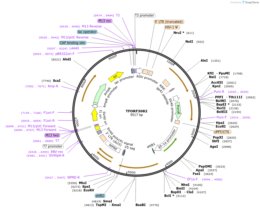 144558-plasmid-map-sequence-id-392725