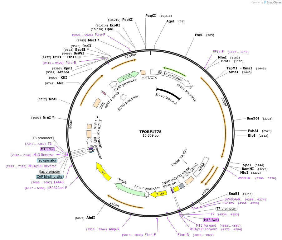 142851-plasmid-map-sequence-id-392726