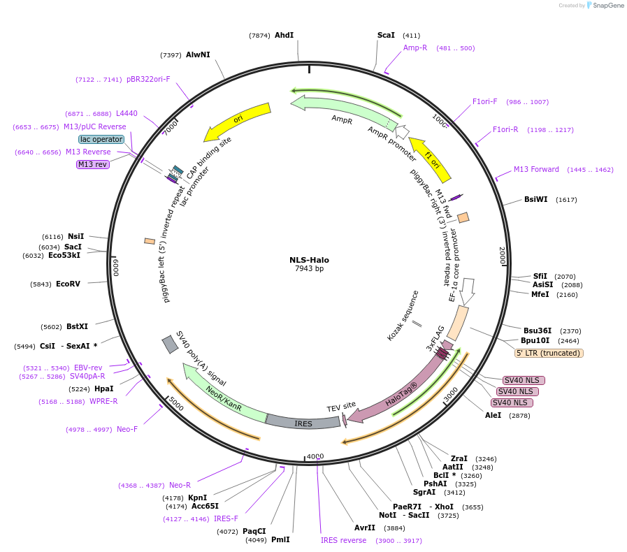 200197-plasmid-map-sequence-id-392744