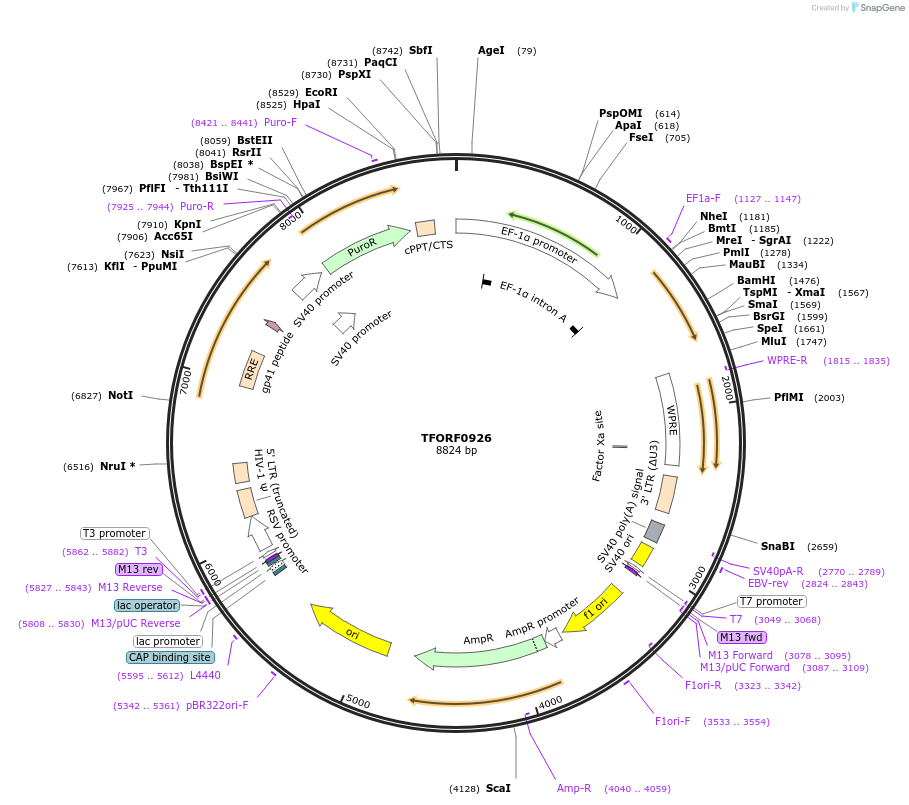 143240-plasmid-map-sequence-id-392747