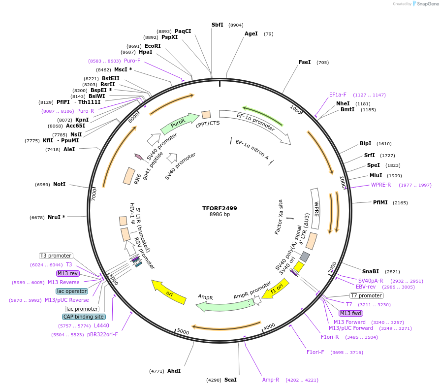 143371-plasmid-map-sequence-id-392748