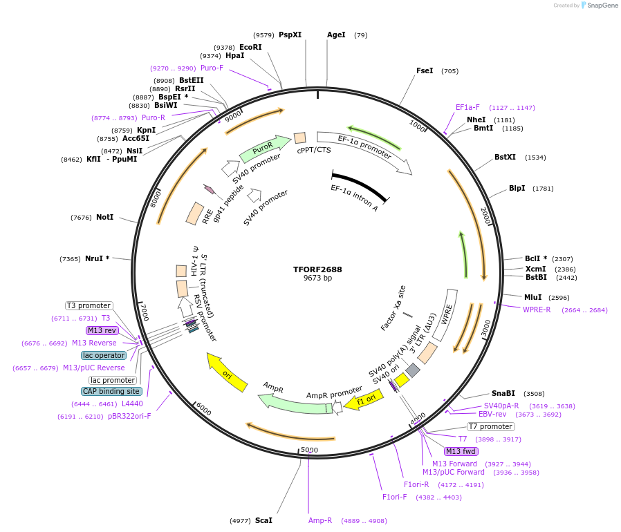 143374-plasmid-map-sequence-id-392749