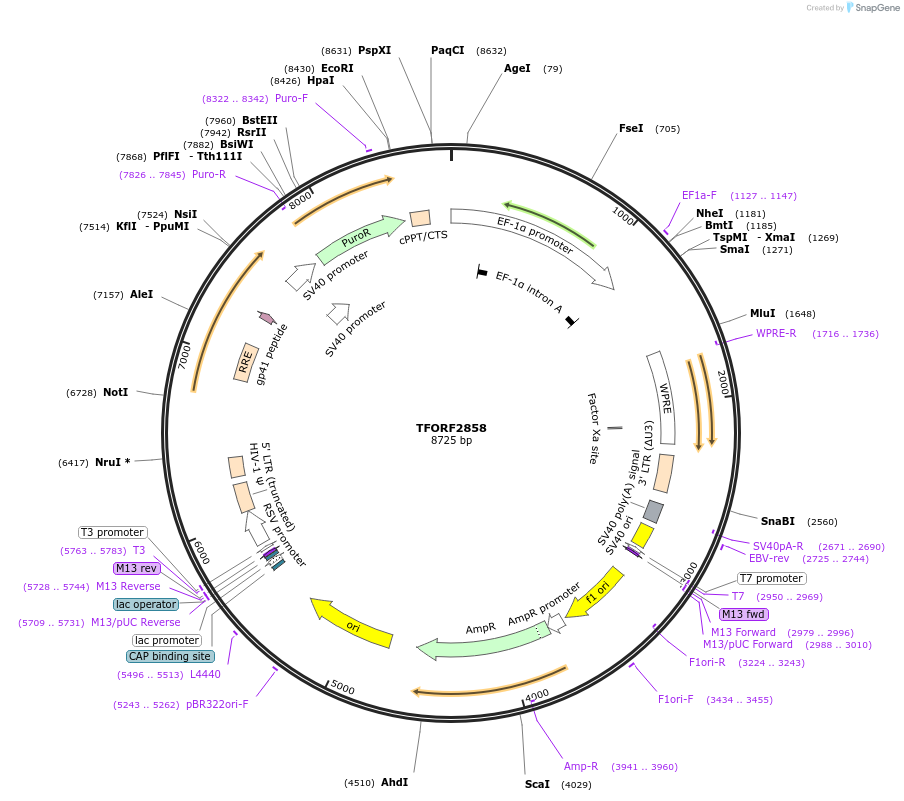143385-plasmid-map-sequence-id-392751