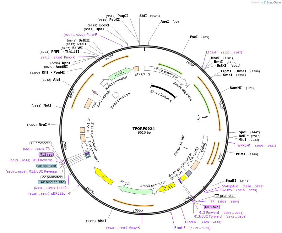141757-plasmid-map-sequence-id-392752