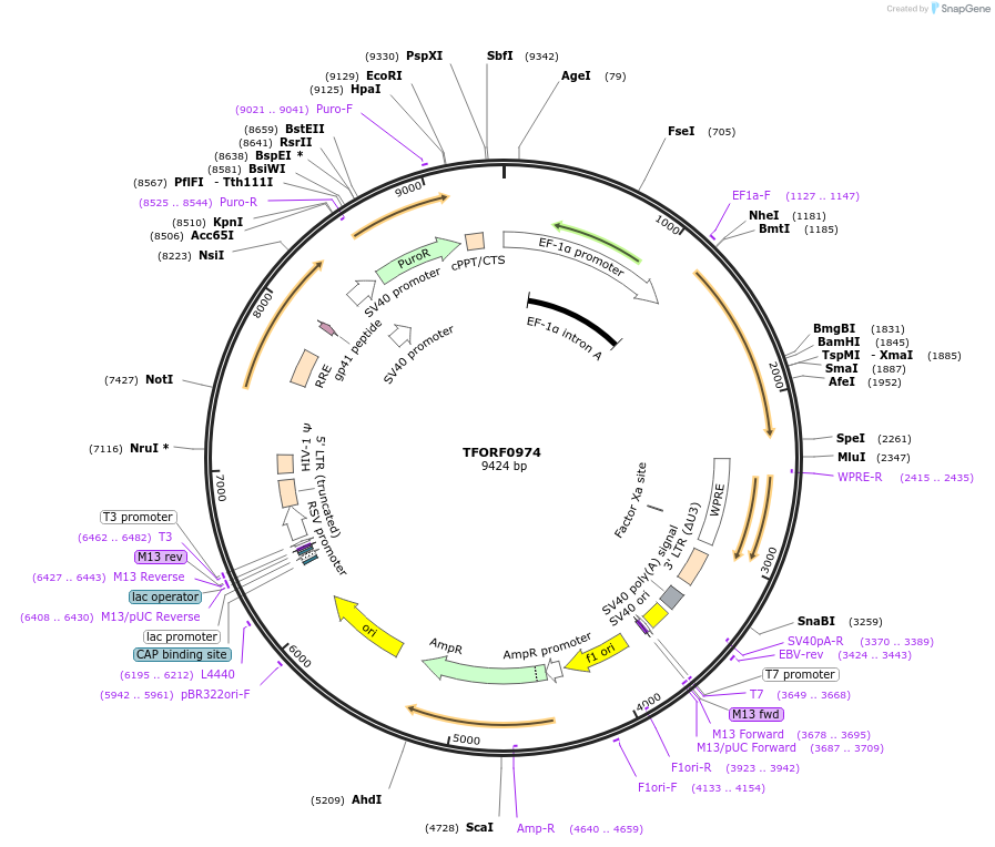 141774-plasmid-map-sequence-id-392753