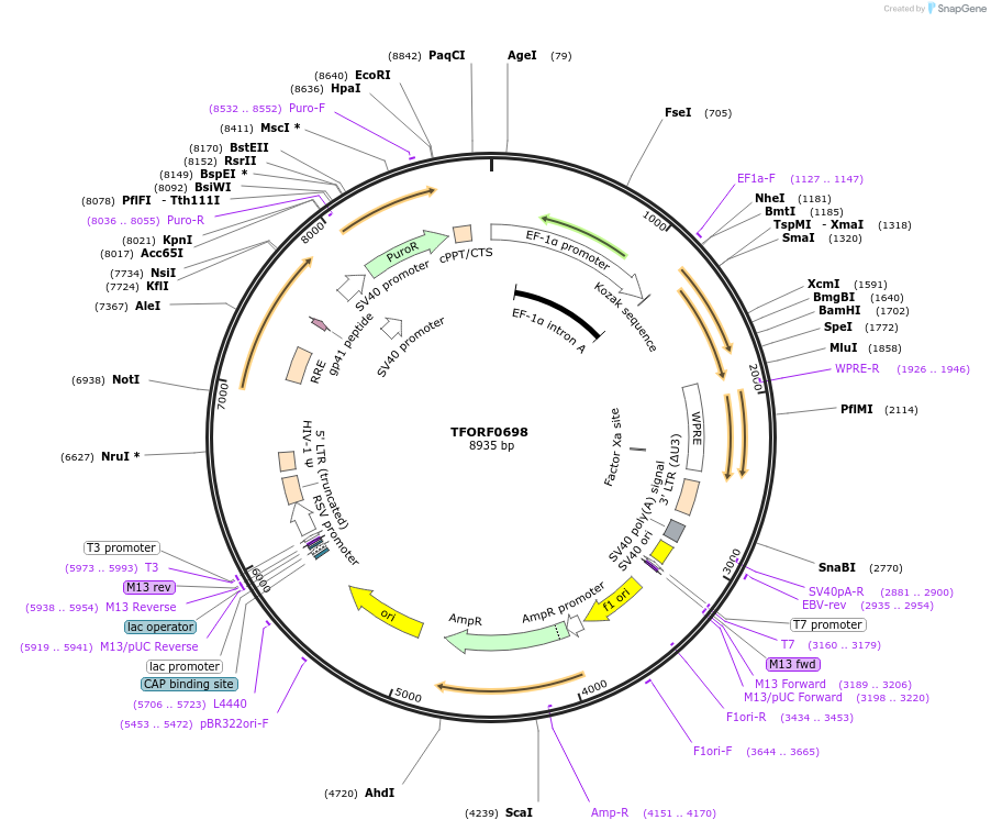 141667-plasmid-map-sequence-id-392754
