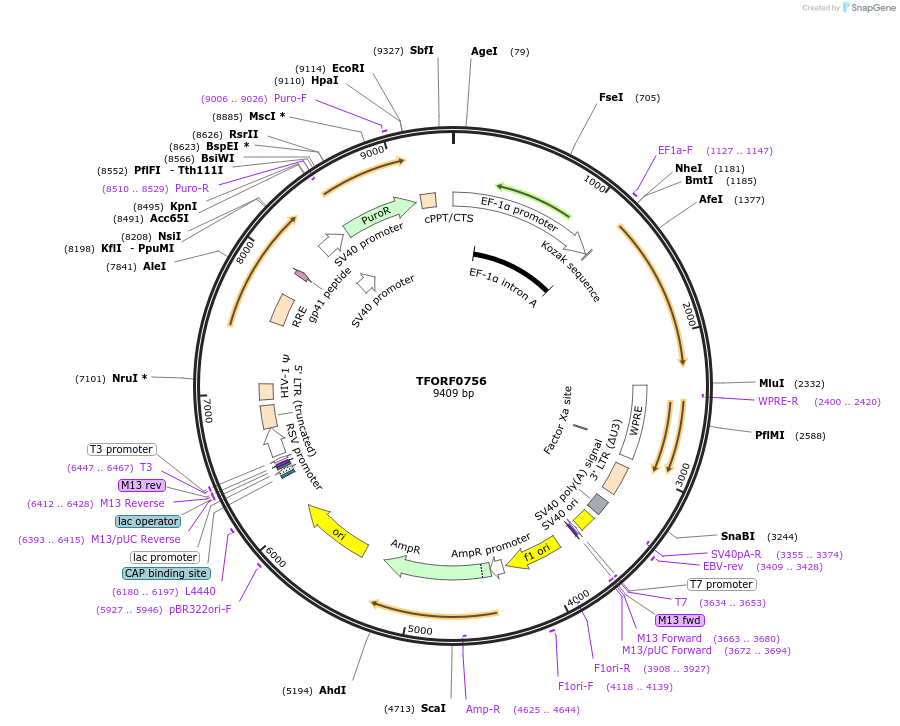 141685-plasmid-map-sequence-id-392755