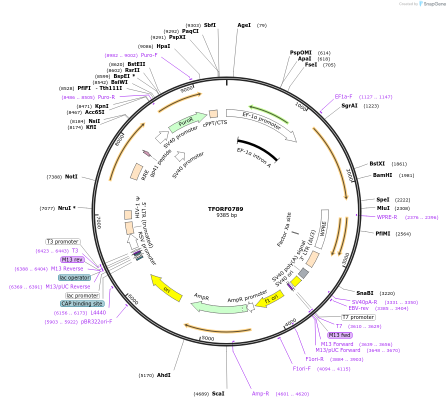141700-plasmid-map-sequence-id-392756
