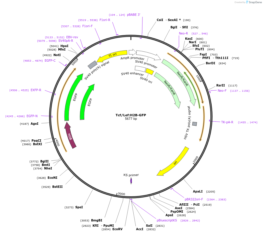 32610-plasmid-map-sequence-id-392767