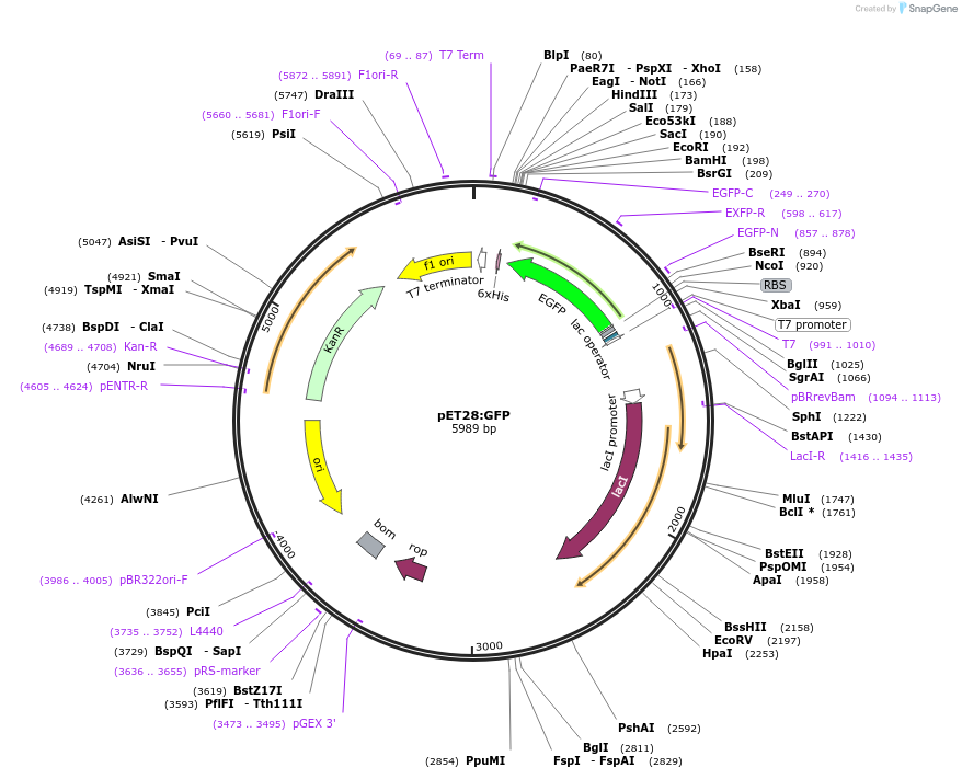 60733-plasmid-map-sequence-id-392768