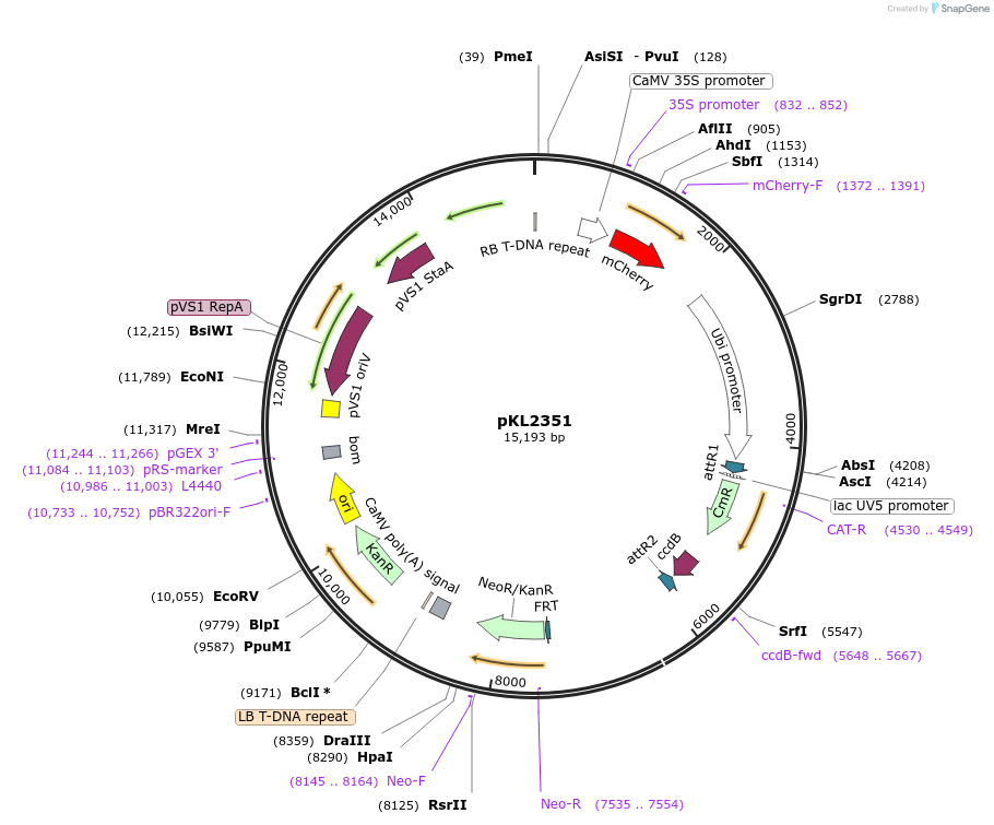 199721-plasmid-map-sequence-id-392800