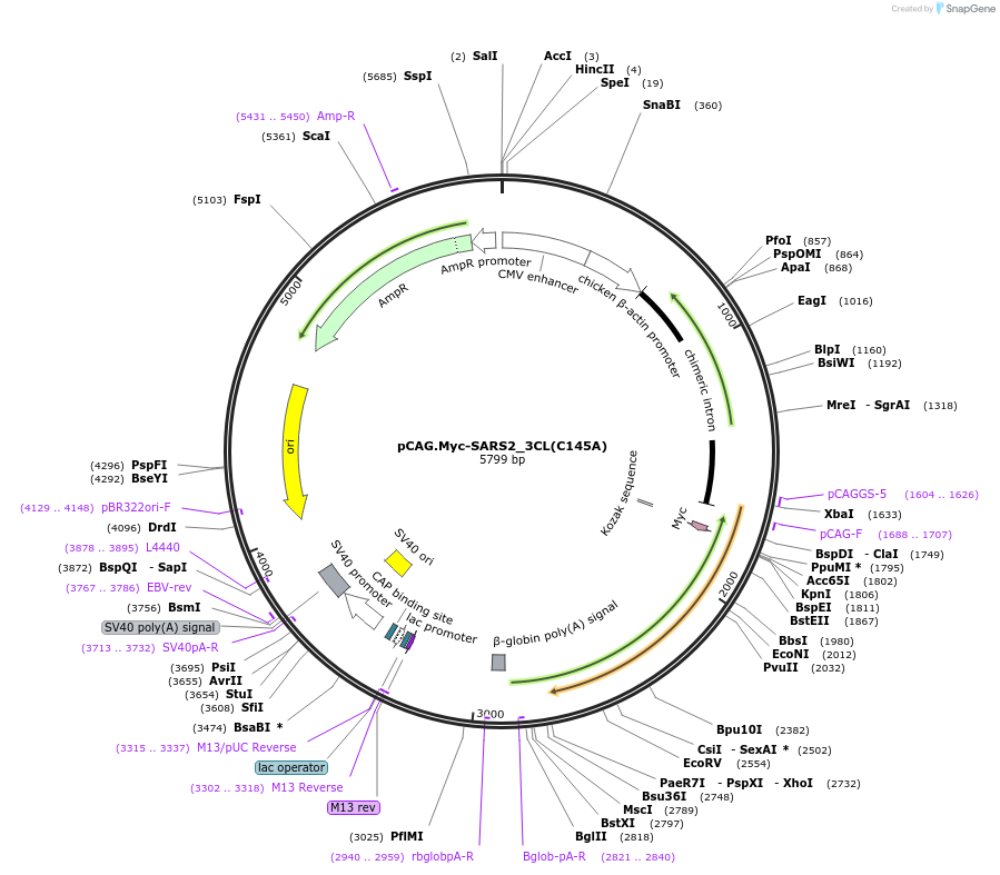 200121-plasmid-map-sequence-id-392885