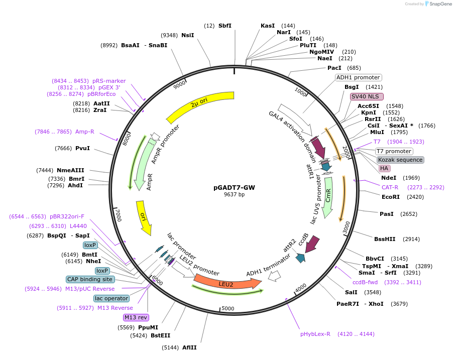61702-plasmid-map-sequence-id-392888