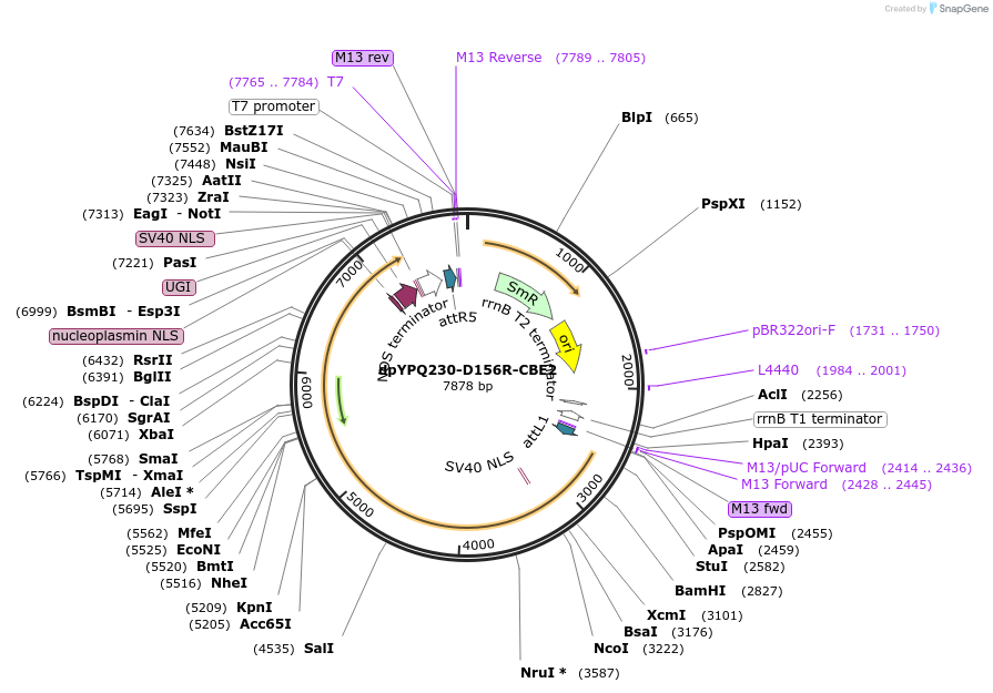 195368-plasmid-map-sequence-id-392913