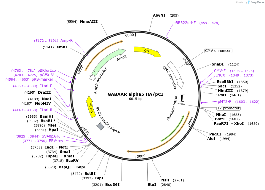 197322-plasmid-map-sequence-id-392915