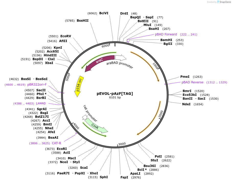 164579-plasmid-map-sequence-id-392918