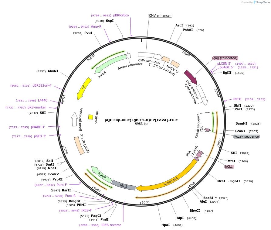 200125-plasmid-map-sequence-id-392920