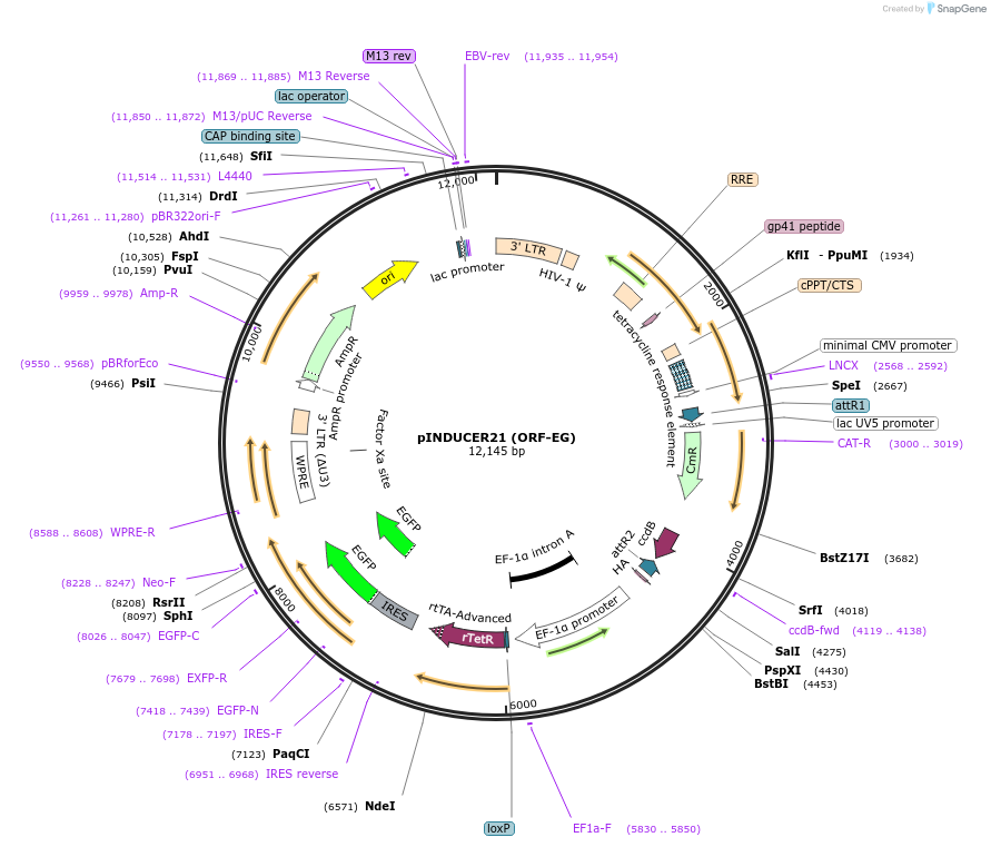 46948-plasmid-map-sequence-id-392924