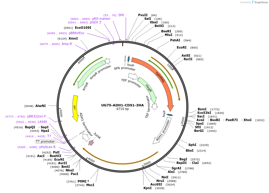 198596-plasmid-map-sequence-id-392931