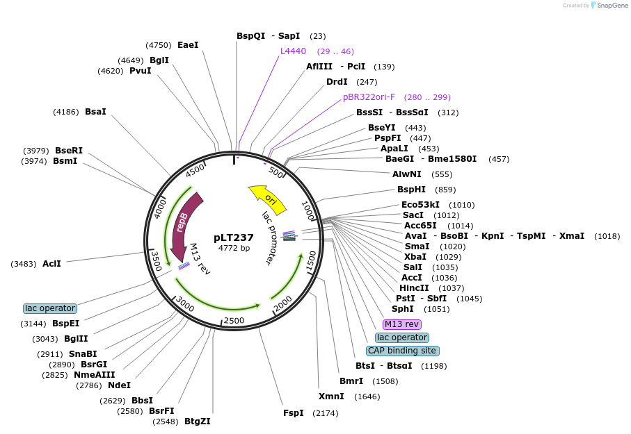 174300-plasmid-map-sequence-id-392933