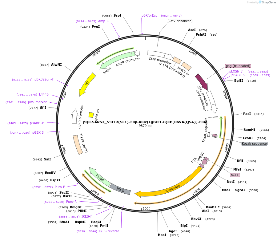 200127-plasmid-map-sequence-id-392934