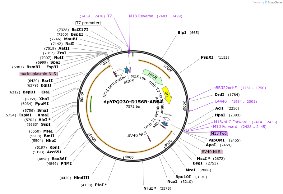 195370-plasmid-map-sequence-id-392938