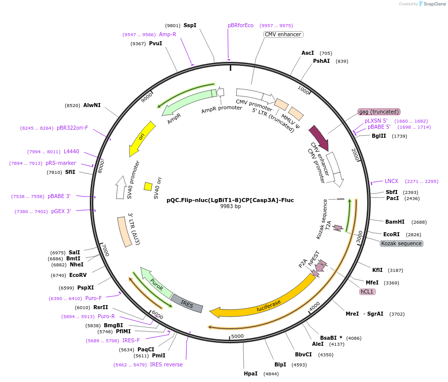 200123-plasmid-map-sequence-id-392941