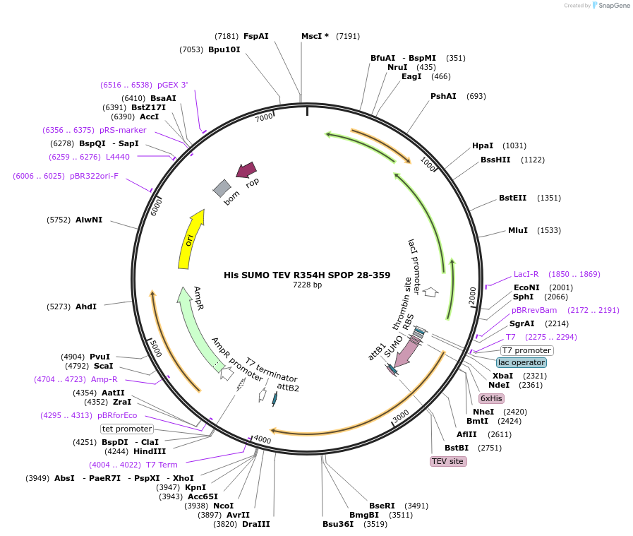 197011-plasmid-map-sequence-id-392954