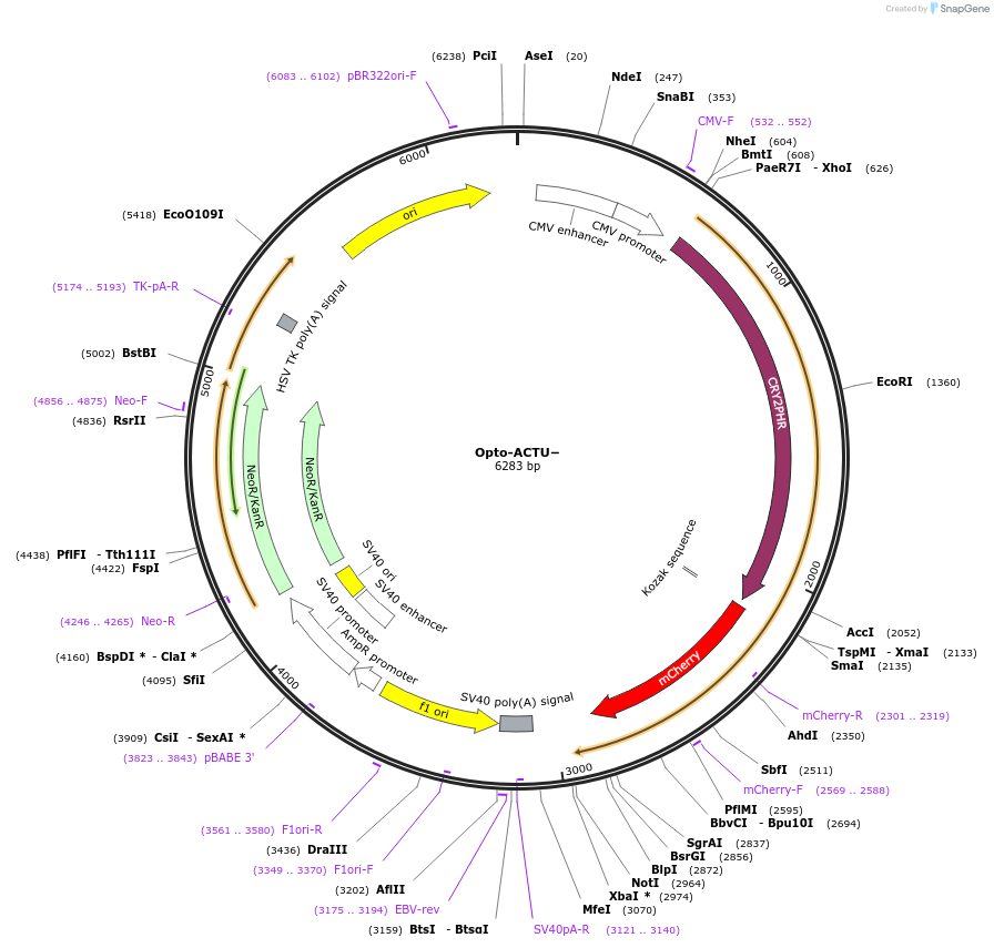 198869-plasmid-map-sequence-id-392960