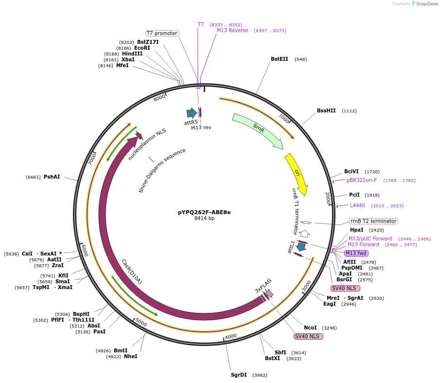 199179-plasmid-map-sequence-id-392966