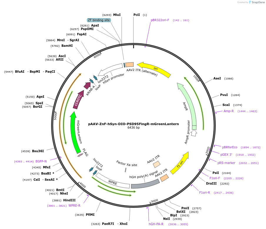 200278-plasmid-map-sequence-id-392984