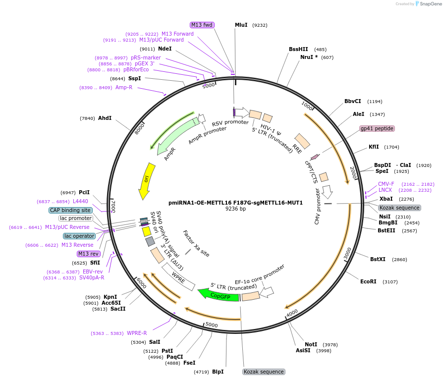 196201-plasmid-map-sequence-id-392987