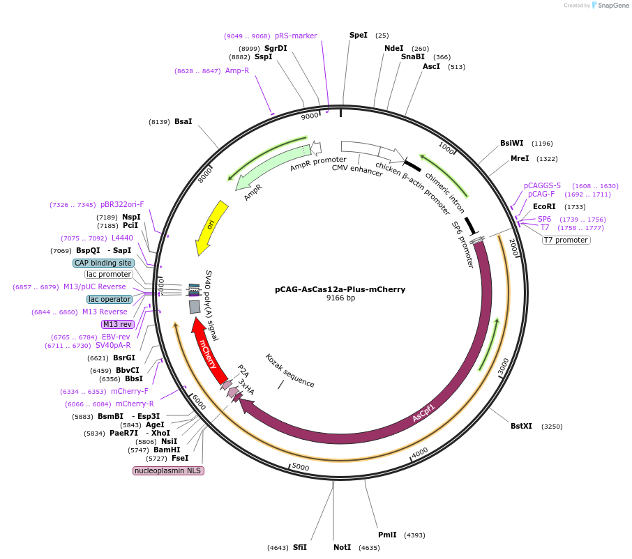 191231-plasmid-map-sequence-id-392988