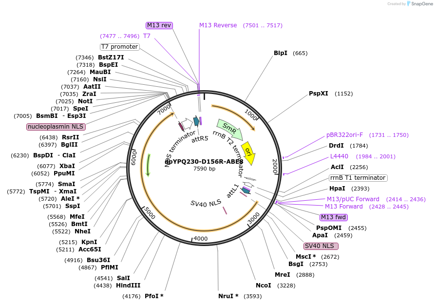 195569-plasmid-map-sequence-id-392989
