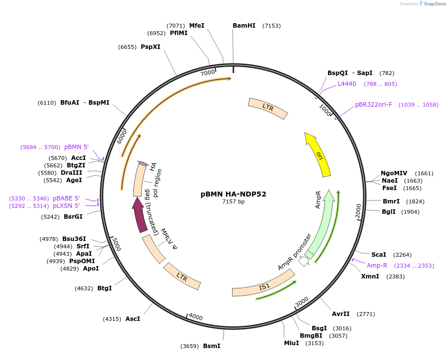 199307-plasmid-map-sequence-id-392990
