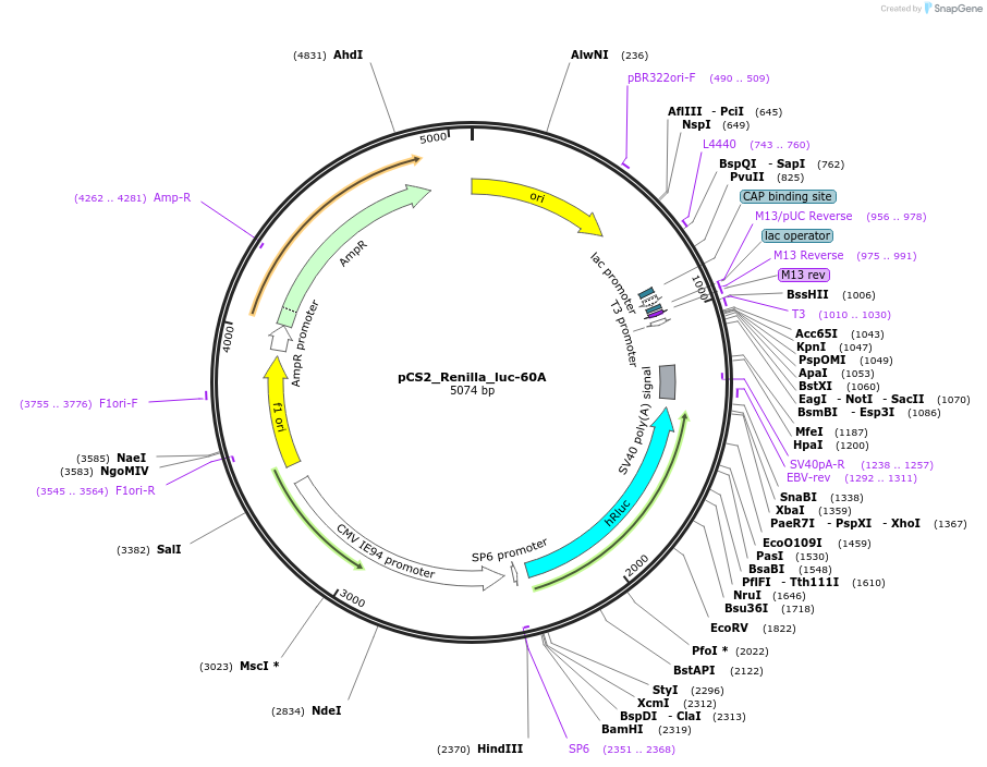 200397-plasmid-map-sequence-id-393002