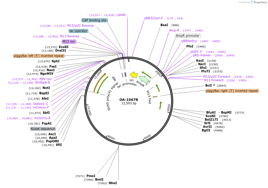 200252-plasmid-map-sequence-id-393008