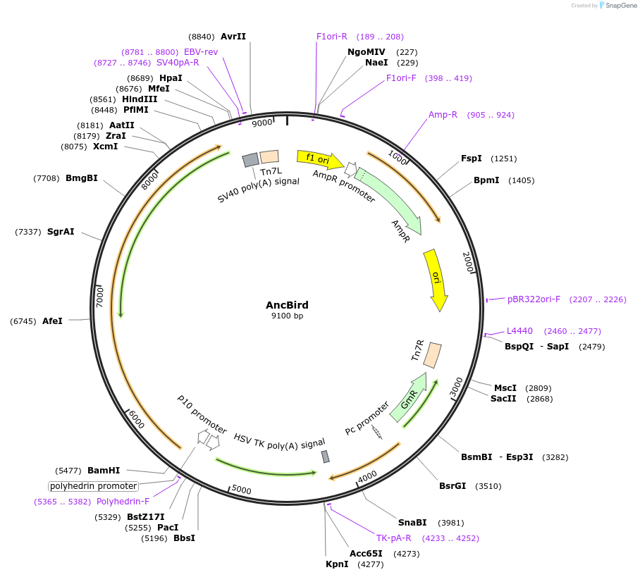393010_map