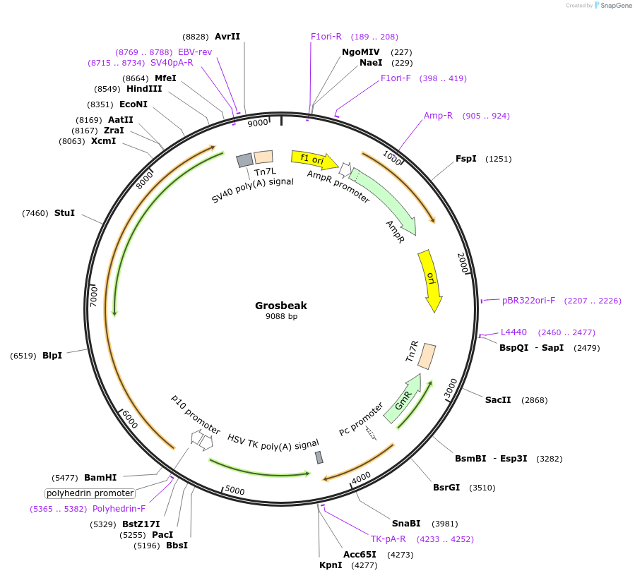 393012_map