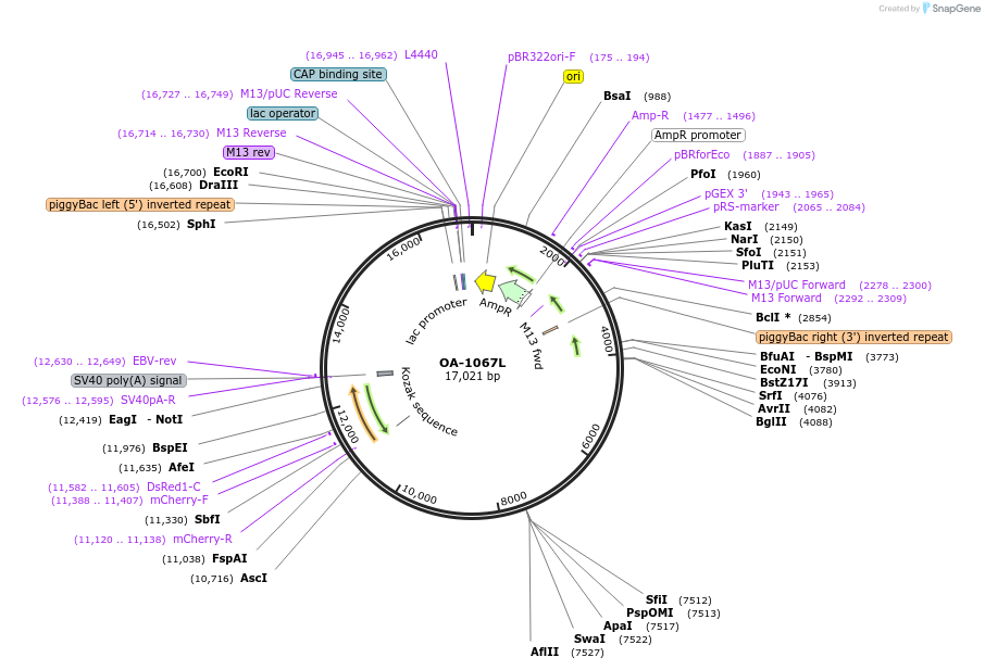 200253-plasmid-map-sequence-id-393016
