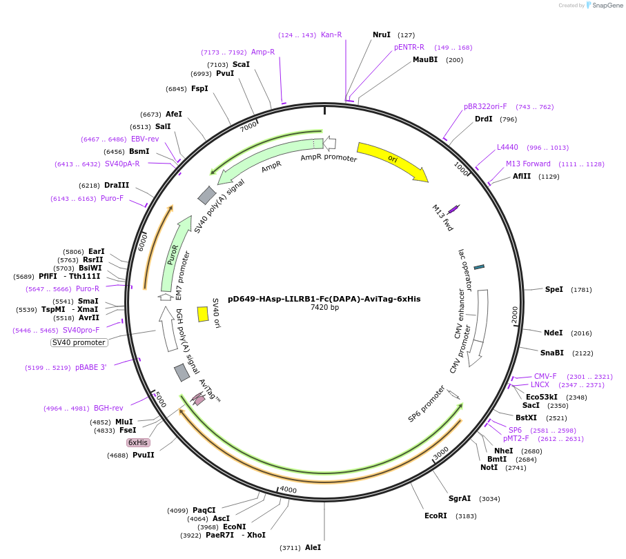 156862-plasmid-map-sequence-id-393020