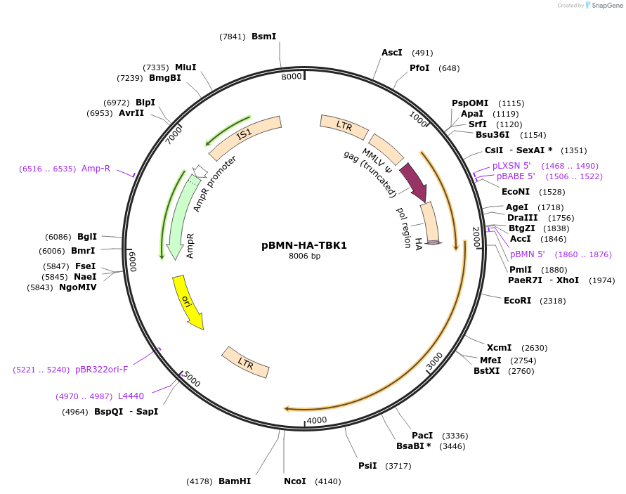 199205-plasmid-map-sequence-id-393022