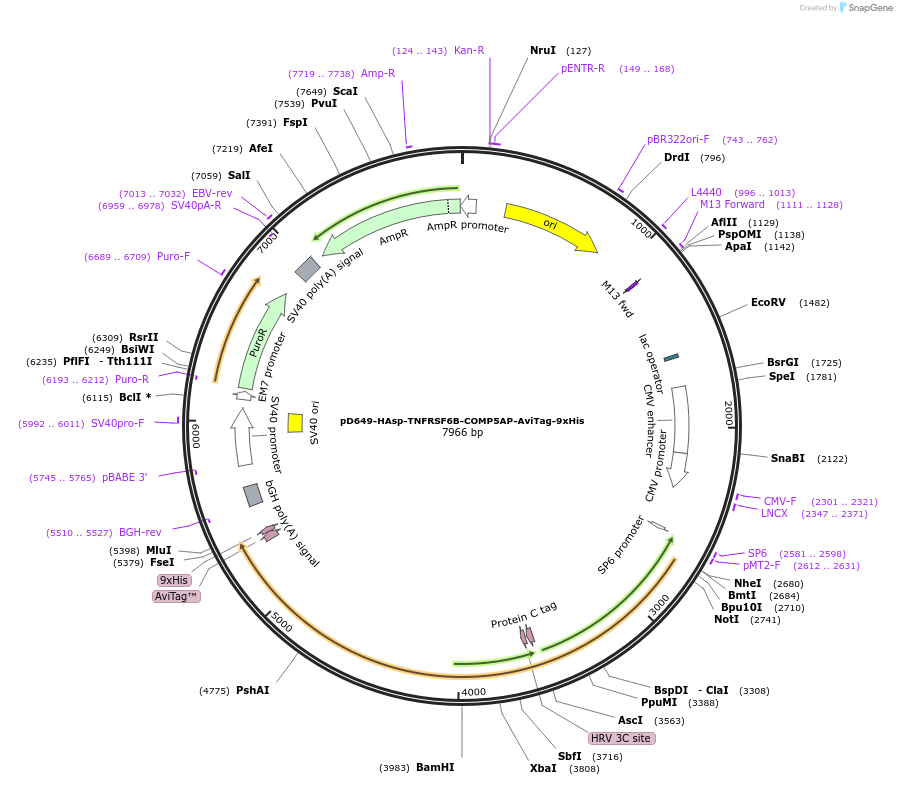 157277-plasmid-map-sequence-id-393023