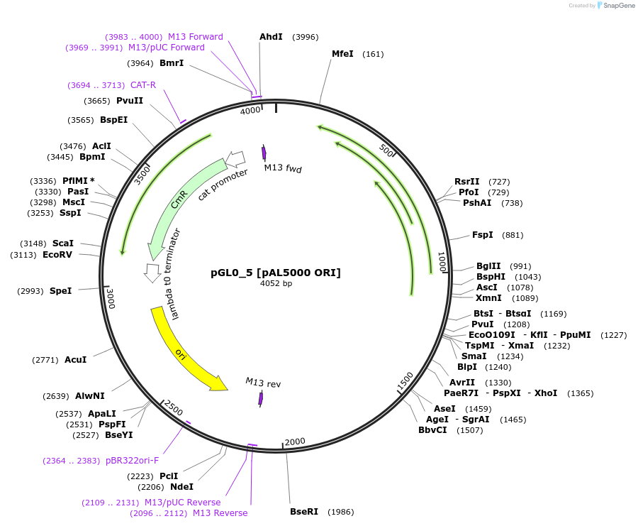 198922-plasmid-map-sequence-id-393042