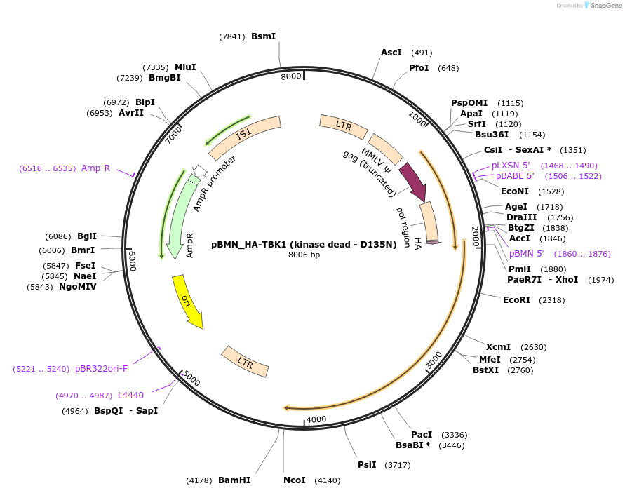 199206-plasmid-map-sequence-id-393048