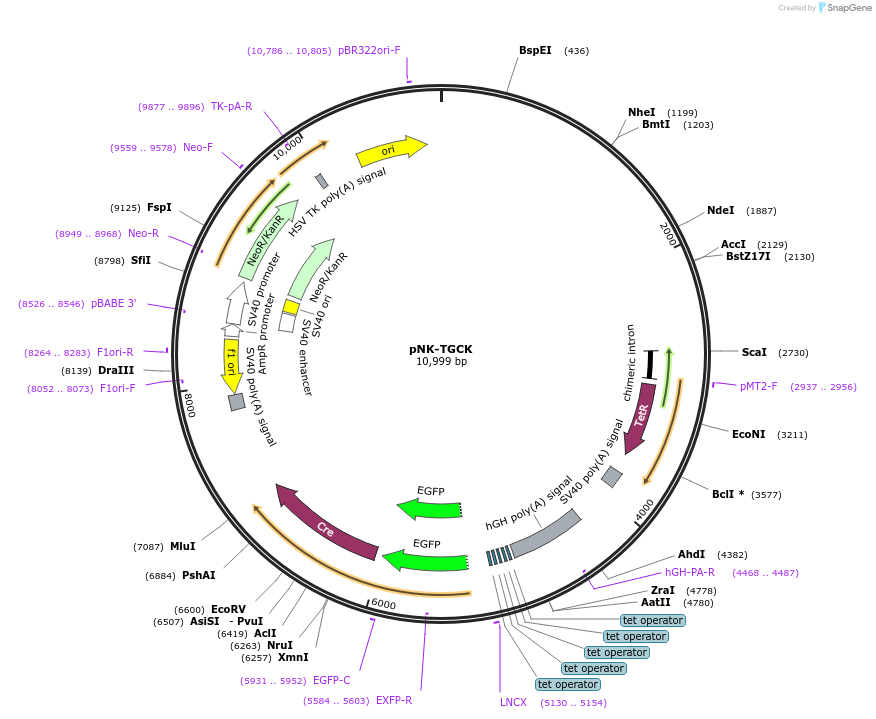 45359-plasmid-map-sequence-id-393051