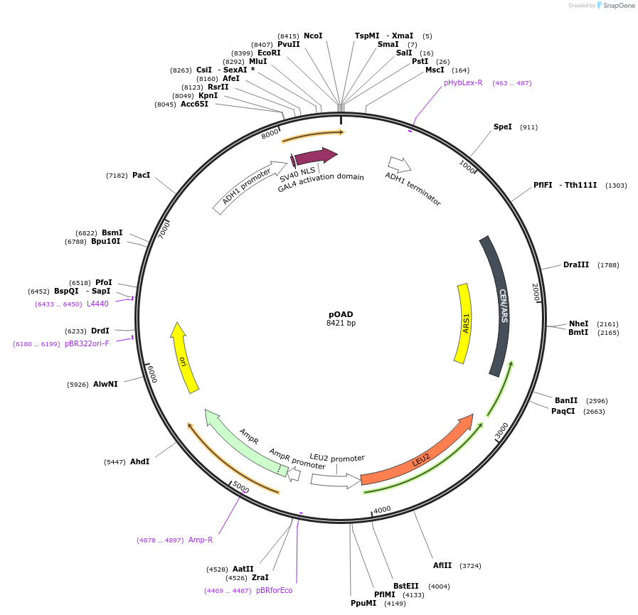 196825-plasmid-map-sequence-id-393055