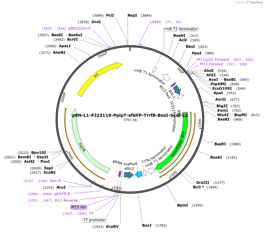 196250-plasmid-map-sequence-id-393062